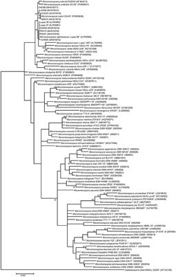 Defining the Species Micromonospora saelicesensis and Micromonospora noduli Under the Framework of Genomics